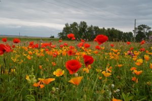 Wiesenblumen am Weg zwischen Kloster und Vitte. Foto: Ulrich Horb 