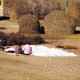 baumwolle-IMG0071_2400